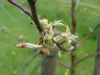 DSC02350.webp