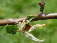 DSC02355.webp
