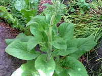 Bild 276.webp