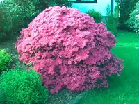 Bild006.webp