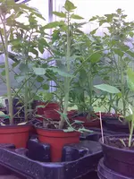Bild013.webp