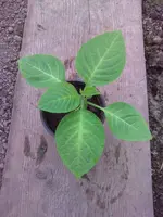 Bild008.webp