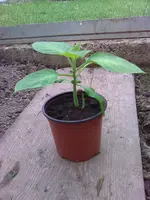 Bild009.webp