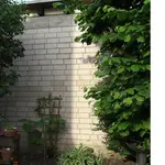 18.05.08 Mauer und Gräser 012.webp