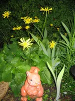 gelbestaude1.webp