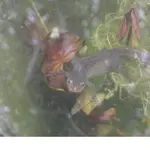 18.05.08 Mauer und Gräser 002.webp