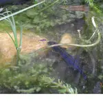 18.05.08 divers, Schulfest, Molche 027.webp