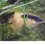 18.05.08 divers, Schulfest, Molche 041.webp