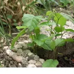 18.05.08 Mauer und Gräser 006.webp
