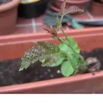18.05.08 Mauer und Gräser 008.webp