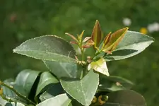 klein_20080513_0132.webp