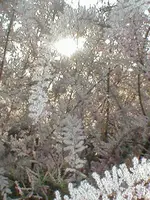 P4250008.webp