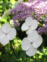 014.webp