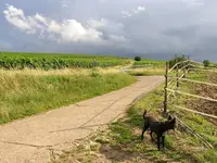 004.webp