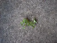 IMG00005.webp