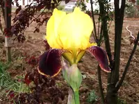 Iris bei Silke.webp
