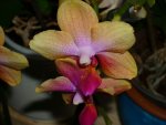 Mini Phal.JPG