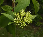 Knospen.webp