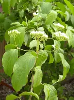 Knospen1.webp