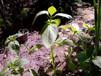 jpg2.webp