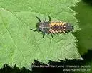 larven.webp