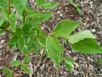 welche Planze2 Blatt.webp welche Planze2 Blatt.webp