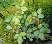 Aldirosen (2).webp