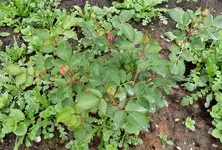 Aldirosen.webp