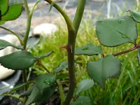 Stachel1.webp