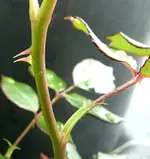 Stachel2.webp