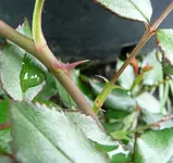 Stachel3.webp