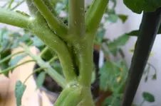 P1020137.webp