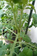 P1020139.webp
