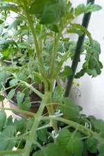 P1020140.webp
