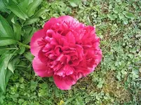 Pf 8.webp
