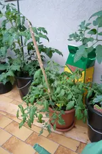 P1020142.webp