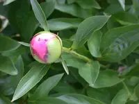 DSCN4078.webp