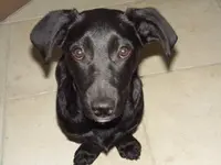 Lucy1.webp