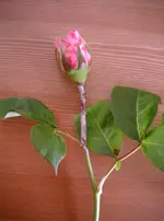 CIMG4895.webp