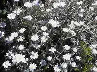 Steingarten_unbekannt.webp