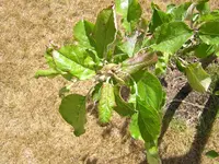 DSCN1962.webp
