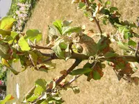 DSCN1964.webp