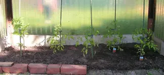 tomatenpflanzen.webp