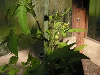 tomate.webp