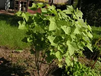 johannisbeere.webp