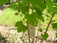 johannisbeere2.webp