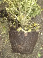 Buchs Wurzel.webp