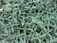 Foto0149.webp