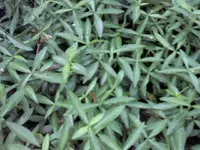 Foto0150.webp