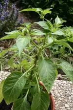 Bild 003.webp
